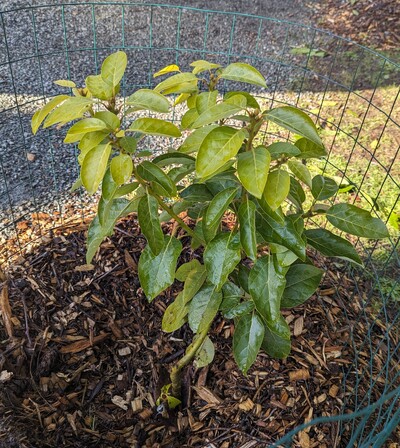 (March 5, 2024) Update -- Was protected and heated during the January freeze, and has suffered no harm from the other winter freezes.