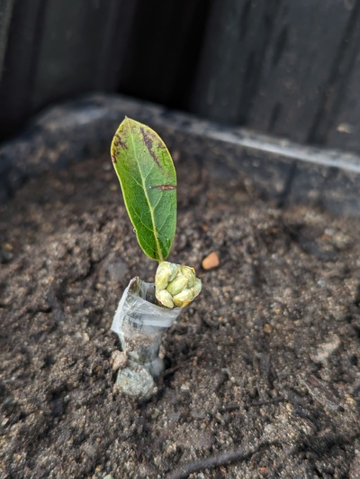 (March 5, 2024) Update -- I'm worried that this flower bud is expanding too soon, and will expend the energy of the cutting before it can root, but I'm still hoping it is hiding a vegetative shoot in the middle. I'll try to remove the flowers as soon as I can confirm it won't also remove the only veg bud.