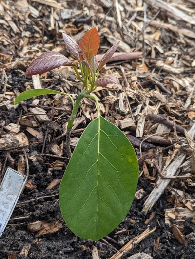 (March 6, 2024) Freeze update -- Looks pretty unfazed by last night's 28°F low. Slight curling of the largest unhardened leaves, but the smaller ones and the hardened leaves all look untouched. It's possible damage will show more after sun exposure in the coming days, though.