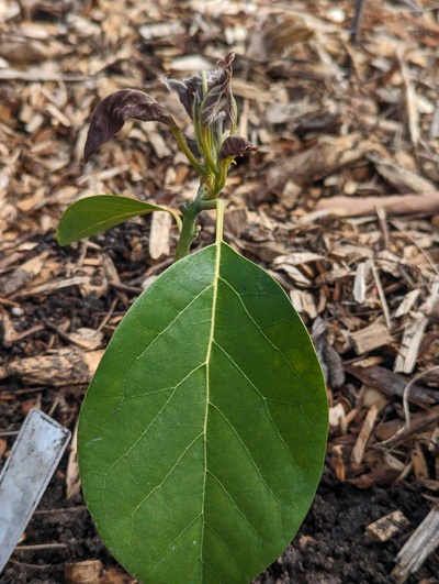 (March 6, 2024) Update -- A few hours later, I can say I definitely posted the last update prematurely. The tender leaves are toast, but it seems ok otherwise.