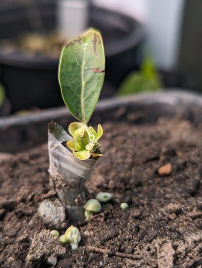 (March 9, 2024) Update -- Attempted to roll off all the flower stalks while leaving the center of the bud intact. Still unclear if there's a vegetative bud here.