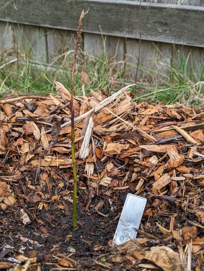 (March 11, 2024) Update -- Slowly continuing bud swell.