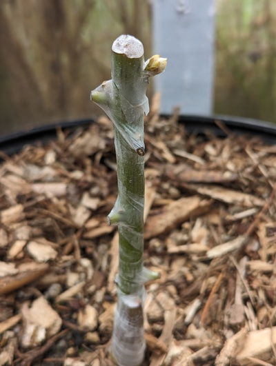 (March 12, 2024) Graft update -- The graft appears to be budding out, hopefully a sign that it has callused.