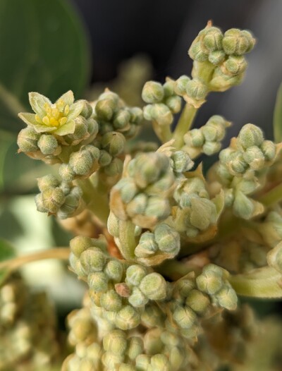 (March 14, 2024) First flower -- Today was the first flower to open on any variety in the greenhouse, and Walter Hole won the race.