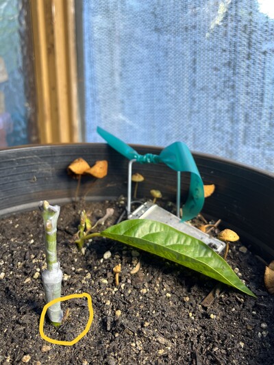 (March 17, 2024) Place outside to harden up. -- Has been in greenhouse since pick up. Will begin to harden off shifting to outdoors in sunny location during the day and put back in greenhouse if frost is expected overnight. The grafted stem has new leaf growth below the petrifilm. The other stem is also beginning to leaf out. In the last few weeks some mushrooms began to grow in the pot as well.