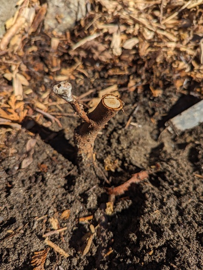 (March 17, 2024) Update -- Might be a hint of green around the root crown, so not marking dead yet, but probably is dead.