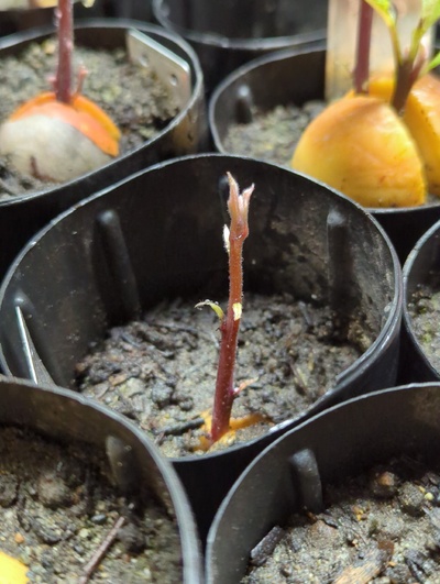 (March 18, 2024) Photo update -- Sprouted in the last few weeks