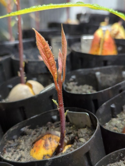 (March 18, 2024) Photo -- Looks healthy so far