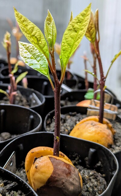 (March 18, 2024) Photo -- Looks healthy and vigorous 