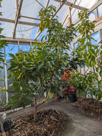 (March 18, 2024) Update -- With the greenhouse mostly cleared out and a nice sunny morning, decided to try to get a portrait of the full tree for once.