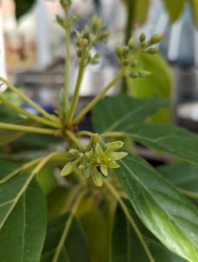 (March 18, 2024) Flowering update -- First flowers opened on Joey today! Second variety to open, behind Walter Hole (and pollen from that was applied to Joey just now).