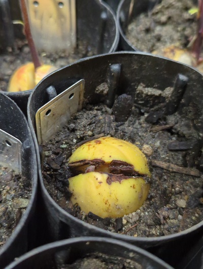 (March 19, 2024) Update -- Was slow to sprout, but is peeking out now.