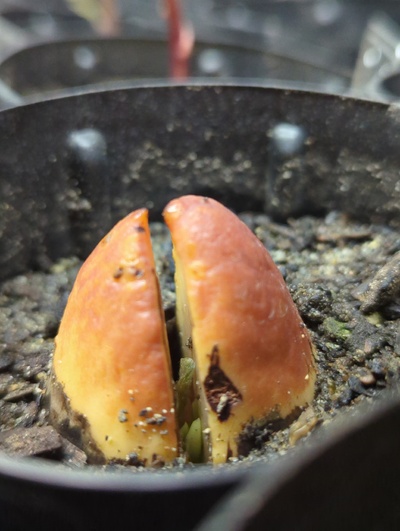 (March 19, 2024) Update -- Only a hint of a bud swelling from the embryo so far.