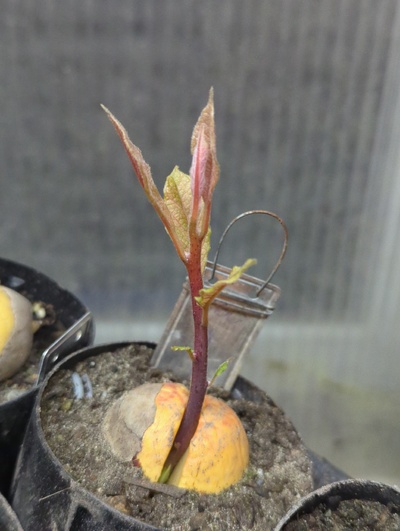 (March 19, 2024) Update -- Though otherwise healthy, it looks pale and might have a specific type of weakness I sometimes see in seedlings, where the leaves are pale initially and growth is weak. I suspect a genetic issue.