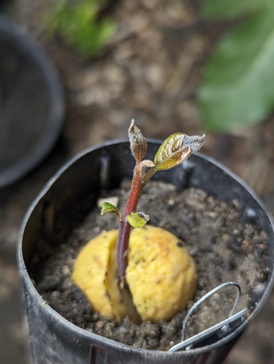 (March 19, 2024) Update -- One of the only new seedlings with unhealthy looking leaves. Fungal? Maybe sap sucking insect damage? I'll keep an eye on it.