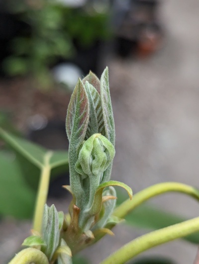 (March 21, 2024) Flowering -- There are indeed a few flowers this year.