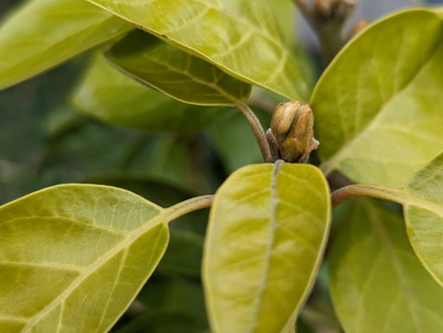 (March 21, 2024) Flower bud? -- Looks like a flower bud on at least one branch!