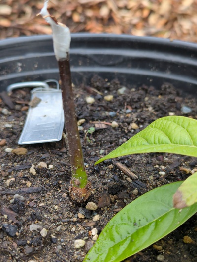 (March 23, 2024) Graft failed -- The scion still looked viable, so it was regrafted on another tree, but I'll let the roots of this one come back instead.