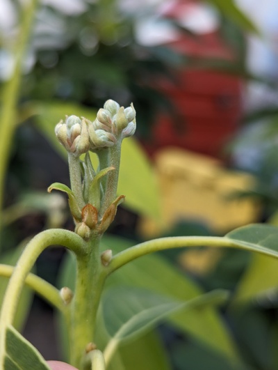 (March 26, 2024) Flowering update  -- Flowers getting close to opening. Maybe within a couple weeks?