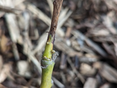 (March 27, 2024) Winter survivor -- It was mounded with wood chip mulch for the January freeze, which appears to have been sufficient protection. New buds are swelling just above the graft and also just below the freeze damage.