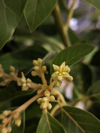 (March 28, 2024) Flowering  -- First open flower on Duke today, same day as Jade.
