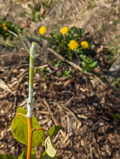 (April 1, 2024) New graft -- Added a graft of this on a tree I recently planted out.