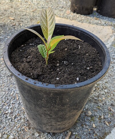(April 1, 2024) Potted up -- I potted up this one yesterday, and realized it wasn't in the database yet. Decent roots, but not as much as I was hoping.