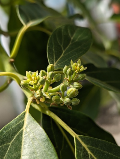 (April 16, 2024) Open flowers  -- The greenhouse graft doesn't have very many flower buds, but the first few opened today.