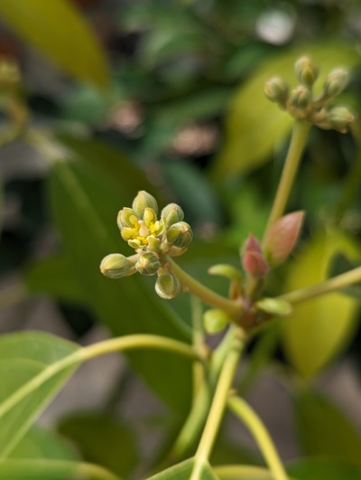 (April 16, 2024) First open flower -- Interesting that it has the same pink hue to the style that I've only seen in Duke so far. This should help identify if the ortet in Brissago is the same as another named variety.