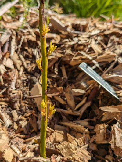 (April 20, 2024) Update -- Spring flush really getting started now. 