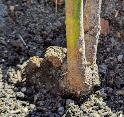 (April 20, 2024) Update -- It's starting to bud out just above the old stump on last year's growth.