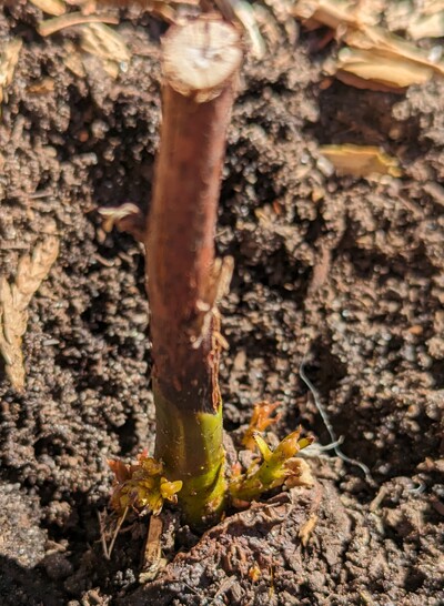 (April 20, 2024) Update -- Lots of new shoots coming up from the base.