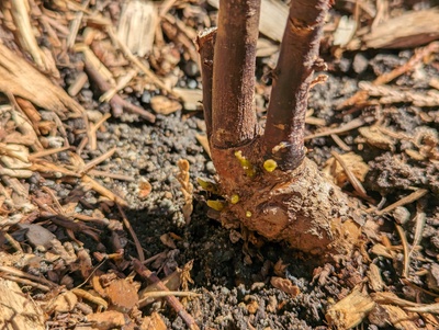 (April 20, 2024) Update -- Lots of new buds forming on the old stump.
