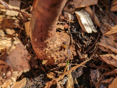 (April 20, 2024) Update -- New buds swelling around the base.