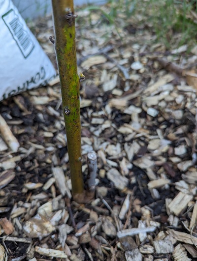 (April 20, 2024) Update -- Despite some living buds further up the trunk, the buds swelling at the base look more vigorous, so I'm expecting another new trunk.
