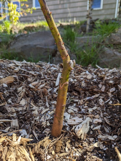 (April 20, 2024) Update -- Plenty of new buds swelling both above and below the graft.