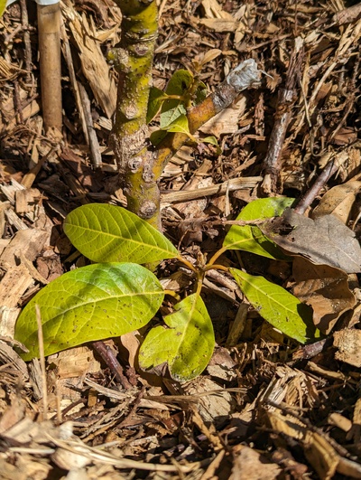 (April 20, 2024) Update -- Not much growth yet this spring on the rootstock shoots.