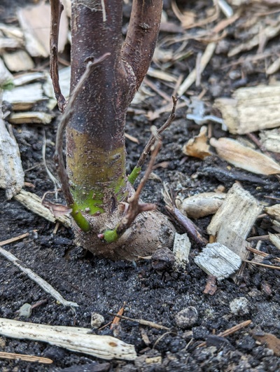 (April 20, 2024) Update -- New buds forming around the base.