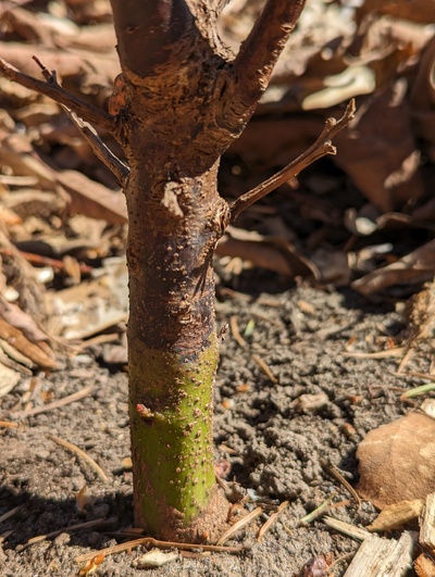 (April 20, 2024) Update -- It was definitely killed back to a point lower on the trunk than the previous winter, but there are a few buds starting to swell.