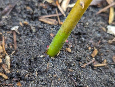 (April 20, 2024) Update -- One of only a few of the outdoor potted trees to have survived the January freeze. Starting to bud out.