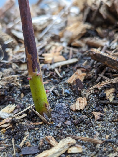 (April 20, 2024) Update -- New buds at base.