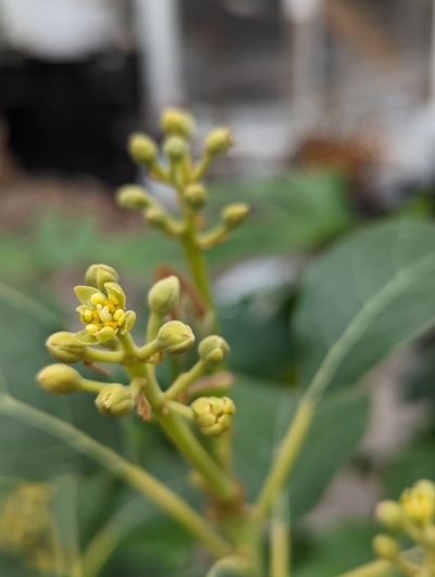 (April 20, 2024) Open flowers -- First open flowers today.