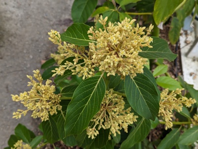 (April 20, 2024) Still flowering  -- Profusely!