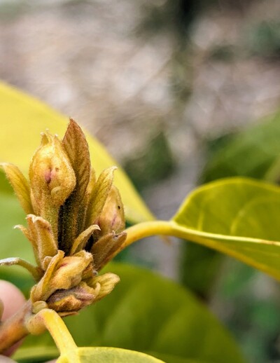 (April 21, 2024) Update -- Flower buds haven't expanded much yet.