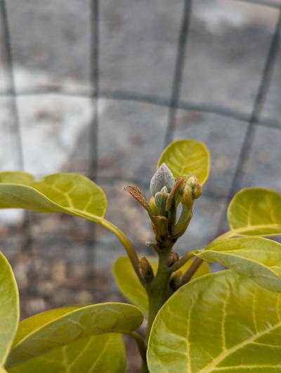 (April 21, 2024) Update -- Flowers haven't expanded much yet. There are at least three branches with flower panicles.