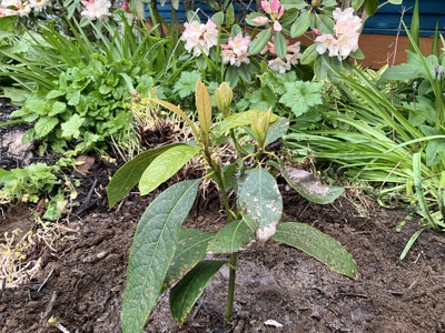 (April 24, 2024) Planting Report -- Acclimating: The tree was just coming out of the greenhouse. I allowed the tree to harden off in my shady/dappled  backyard for 2 weeks. Then I moved the tree to my planting site and let it acclimate for another 2 weeks. 

Planting: I planted my tree on 4/3/2024. Before planting I dumped about 1lb of uncomposted food waste into the hole. I plan to top dress with compost in the future. Upon planting, the tree was 15 inches tall from soil to the top. I watered the tree in, and have watered deeply once a week in addition to light rain. 

Over the month I've added comfrey, yarrow, and nasturium around the base of the tree. I plan to add mulch, and continue adding nutrient accumulators and pollinator friendly plants to the areas around the tree. 

Site selection: I chose a corner of an existing flower bed. The soil is loose and rich with worm activity galore. My site is on  the southwest side of my home, and it receives about 8-12 hours of direct sun daily, March-November. My tree is also located about 10 ft away from the southwest wall of my home, which also receives intense sunlight for the bulk of the day. It is my hope that the wall will act as a radiant heat source throughout the year.