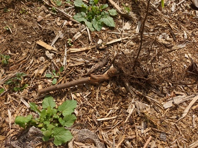 (April 24, 2024) Tree did not make it through the winter -- Tree has died above the soil
