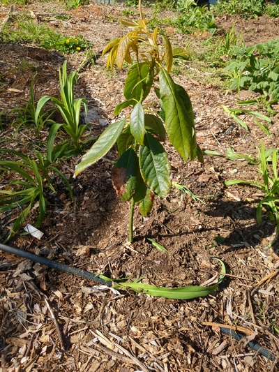 (April 24, 2024) Tree has been planted -- Tree looks healthy will try to better protect this tree during the winter this year