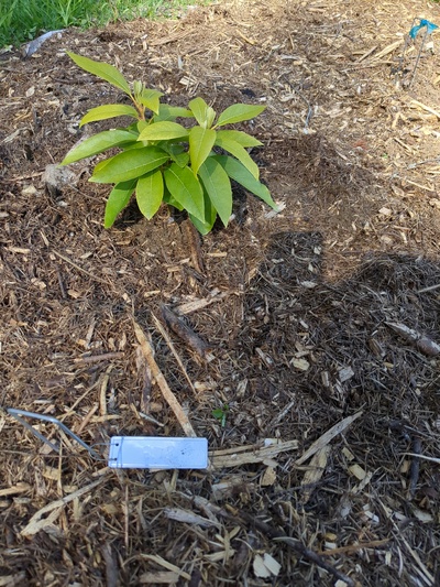 (April 24, 2024) Tree has been planted -- Tree looks healthy will try and better protect the tree this winter.