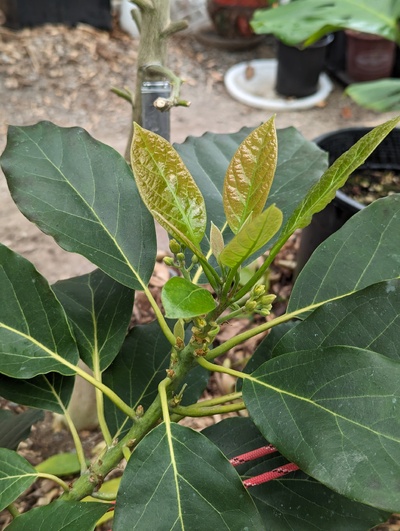 (April 24, 2024) Update -- The vegetative flush on the heels of the flowers is getting going.